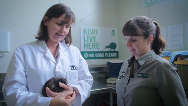 Introducing our first kiwi chick of the season смотреть онлайн