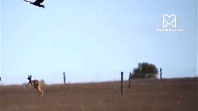 O CANGURU NÃO ESPERAVA QUE A AGUIA FIZESSE ISSO смотреть онлайн