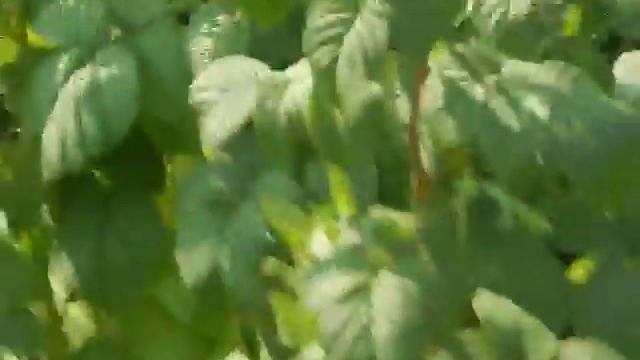 арбуз кримсон свит на 26.07.2016г инемного о малинах смотреть онлайн