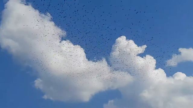 много ворон смотреть онлайн