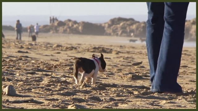 BOSTON TERRIER TEMPERAMENT