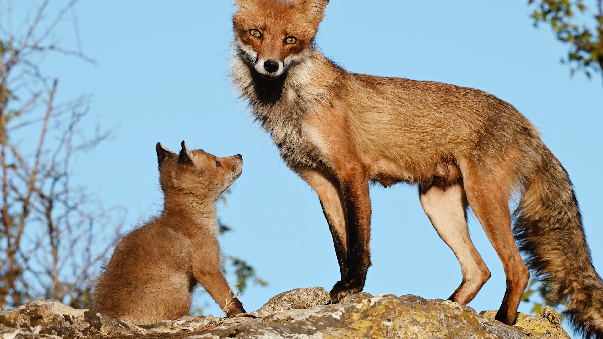Лиса ухаживает за малышом смотреть онлайн
