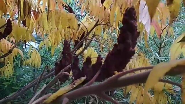 Сумах- осеннее украшение сада. смотреть онлайн