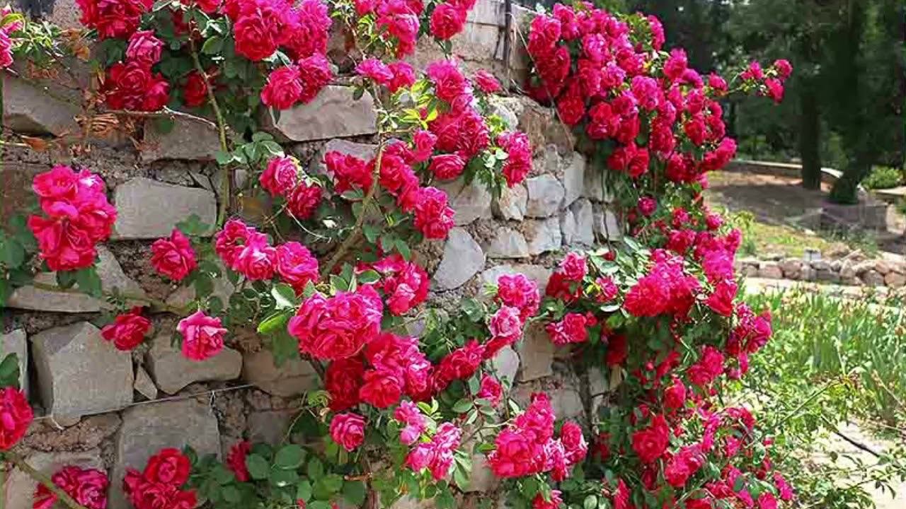 Библиоблог. Журнал "Свой" смотреть онлайн