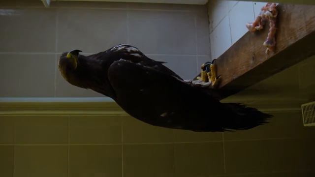 Беркут смотреть онлайн