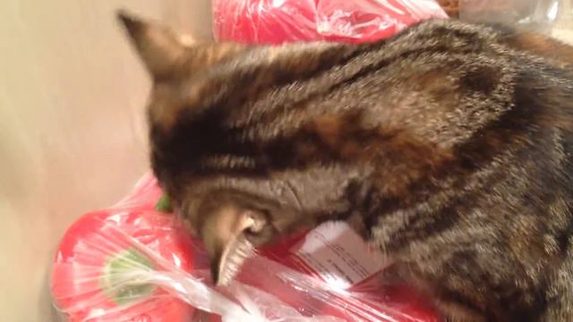 Вкусовые пристрастия моей кошки)) смотреть онлайн