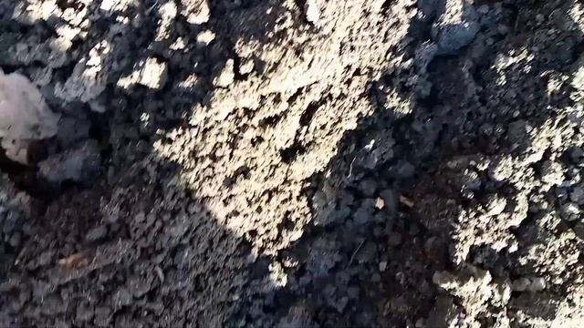 Сажаем свеклу и морковь? смотреть онлайн