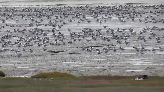 Estuario de Rio Gallegos Santa Cruz Patagonia Argentina смотреть онлайн