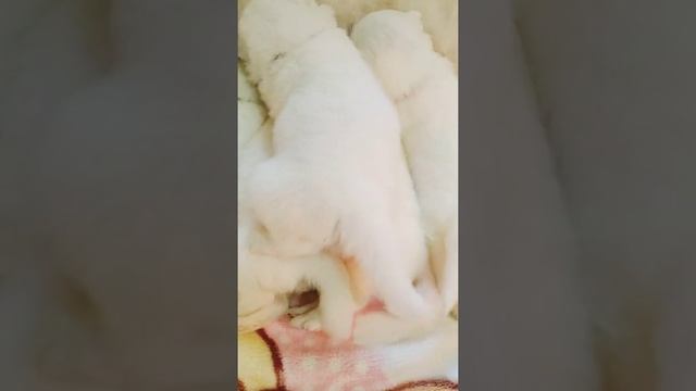 ?Samoyed ? Молочный обед?