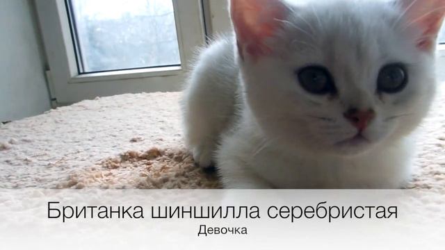 Британские короткошерстные серебристые котята смотреть онлайн