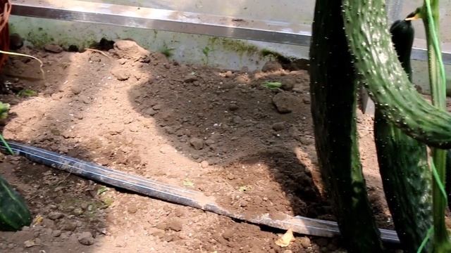 Огурец Щука F1. Эта щука не кусает – огурцом на стол свисает! смотреть онлайн