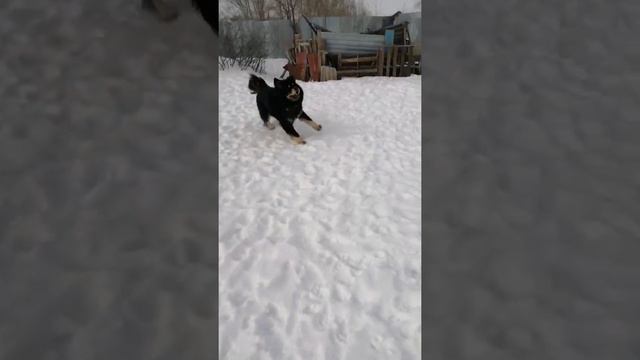 Прогулка с мамкой и дядькой Тибетом. смотреть онлайн