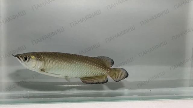 Арована джардини  Scleropages Jardini