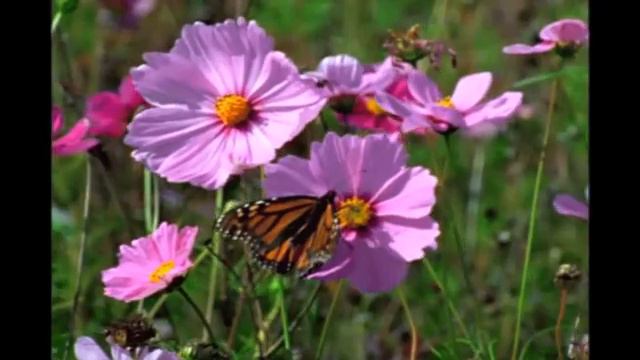 Женский день 8 МАРТА !!! автор видеоролика Виктор Андреев 7 03 2016 г смотреть онлайн