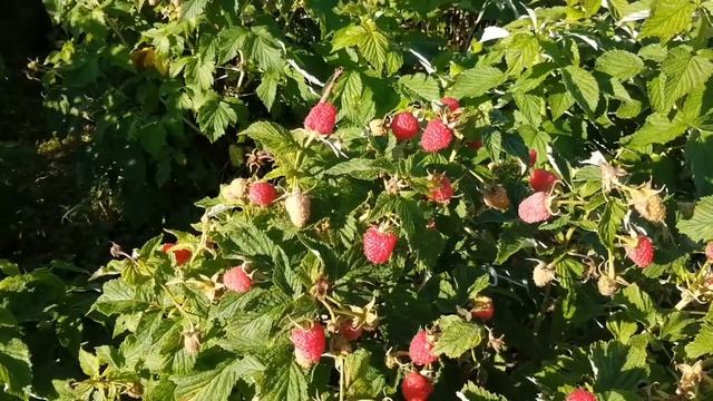 Малина. Сорт Таруса(професора Виктора Кичина) смотреть онлайн