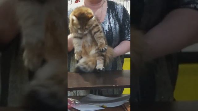 Выставка кошек 07.01.23, сравнение юниоров девочек на сиб.монопородке смотреть онлайн