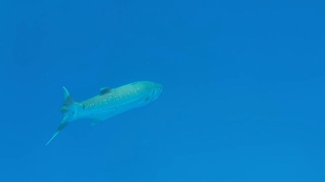 барракуда смотреть онлайн