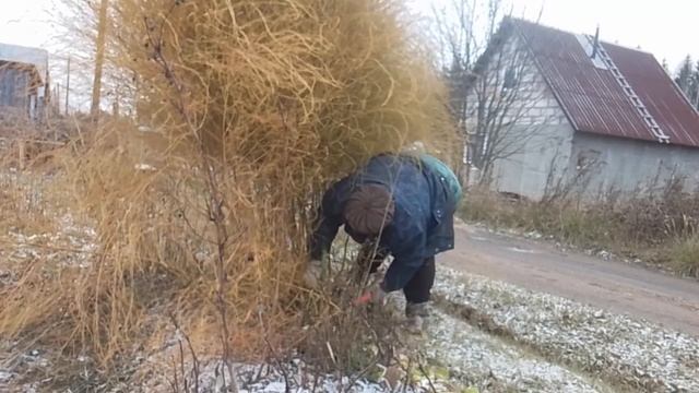 На своем огороде работаю пилой!!!