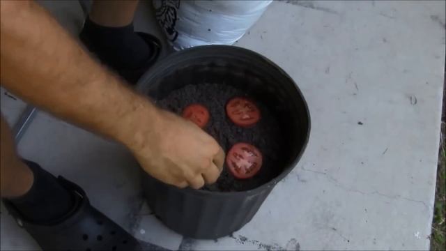 Простой способ как вырастить рассаду помидоров / Tomaten aussäen смотреть онлайн