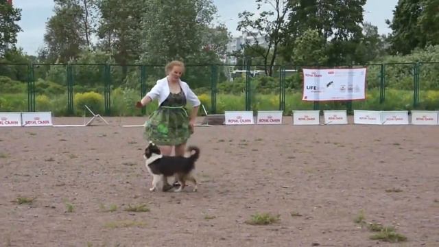 СОРЕВНОВАНИЯ ПО ТАНЦАМ С СОБАКАМИ. КУБОК "ROYAL CANIN". 11 06 2016. смотреть онлайн
