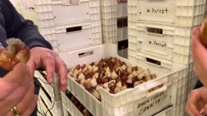 Выгонка тюльпанов к 8 Марта на гидропонике: меняем воду.