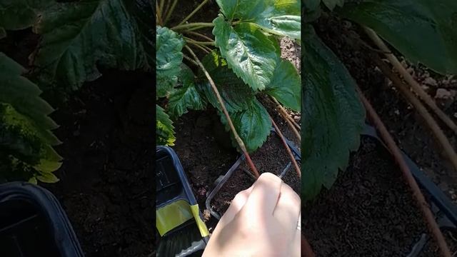 Рассада земляники садовой, сорт Гигантелла Максима смотреть онлайн