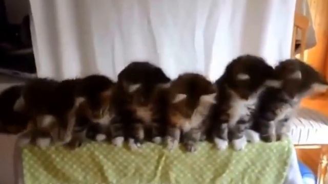 Хор котят смотреть онлайн