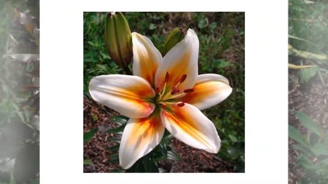 Asiatic Lily Tinos (Lilium, Lilies)