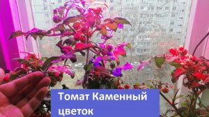 Помидор «Каменный Цветок». Плюсы и минусы растения. Сравнение с томатом «Пинокио».