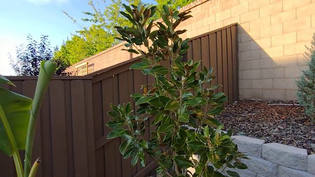 Little Gem Magnolia: A Perfect Addition to Your Garden смотреть онлайн