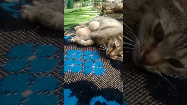 Белочка и котёнок смотреть онлайн