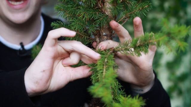 How to Bonsai a White Spruce Tree?(Picea Glauca) смотреть онлайн
