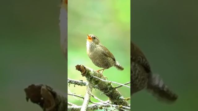 Пение Птицы Крапивника смотреть онлайн