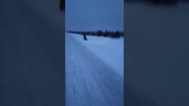 Встретил лосей на дороге смотреть онлайн