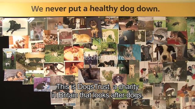 English - Animals (A1-A2 - With Subtitles)