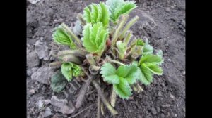 ?Бурая пятнистость листьев клубники Болезни клубники фото и их лечение Обработка листьев клубники