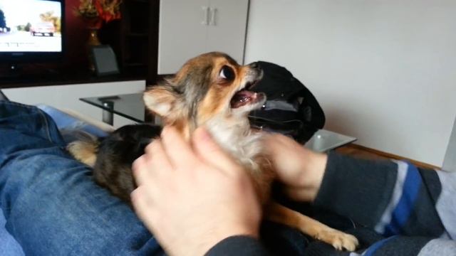 Angry chihuahua смотреть онлайн