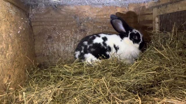 Кролики флаундер бабочки в США #26 смотреть онлайн