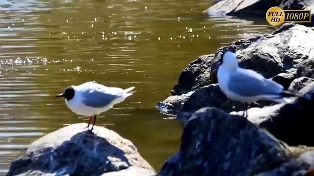 Чайки ранней весной / The Natural World / смотреть онлайн