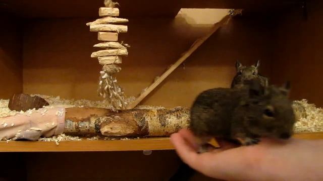 Где должны жить дегу/Как выбрать жилье для дегу?