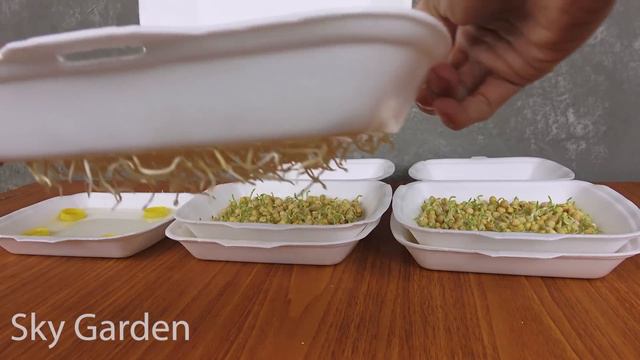 How to Grow Pea Shoots Without Soil | Plant Pea in Styrofoam Box for beginners смотреть онлайн