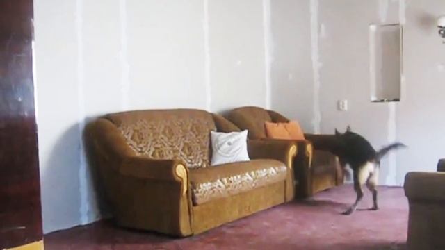 Веселая собачья карусель смотреть онлайн