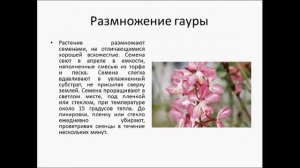 ГАУРА