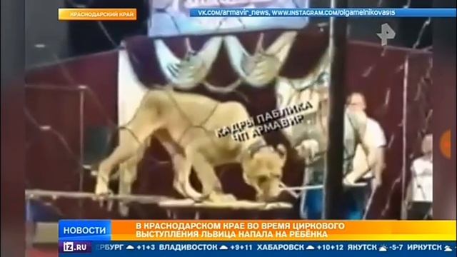 Кровавый цирк в Краснодаре львица напала на четырехлетнюю девочку смотреть онлайн
