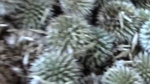 Семена  мордовника