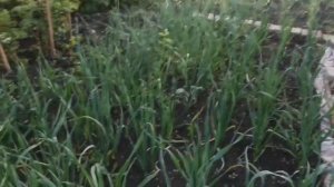 Выращивание Рокамболь  Удаляем стрелки. Клуб лука Рокамболь.