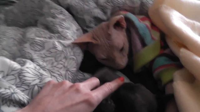 Кошка Сфинкс смотреть онлайн