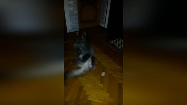 ДАЛЬНЕВОСТОЧНЫЙ КОТ БРОСИЛ ВЫЗОВ МЕЙН КУНУ смотреть онлайн