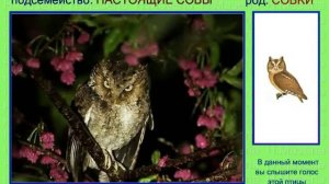 Совка. Сплюшка. Голоса птиц