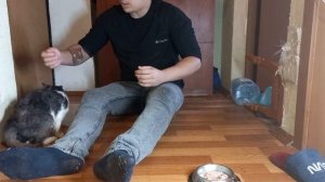 Пробую одеть на кошку подгузник ,укусила !!!Кошка с раком и эпилепсией .Putting a diaper on a  cat.